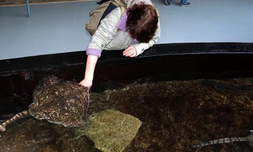 Nausicaa, centro mar�timo nacional, boulogne sur mer